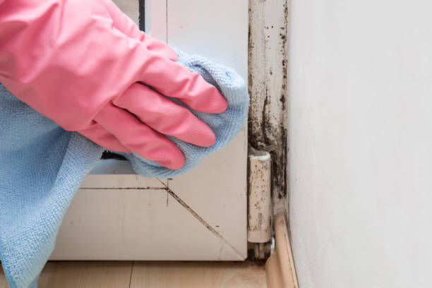 Why You Should Choose Our Mold Remediation Services in Savanna, IL